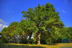Голосуем за наше дерево – Дуб черешчатый национального конкурса «РОССИЙСКОЕ ДЕРЕВО ГОДА 2020» 