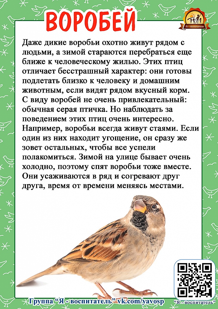 Когда день птиц в 2024 году. Тени зимующих птиц. День зимующих птиц. 15 Января день зимующих птиц России. Всероссийский день зимующих птиц.