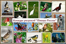 Итоги конкурса рисунков "Птицы России"