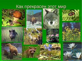 "Природный мир Мордовии.Животные"